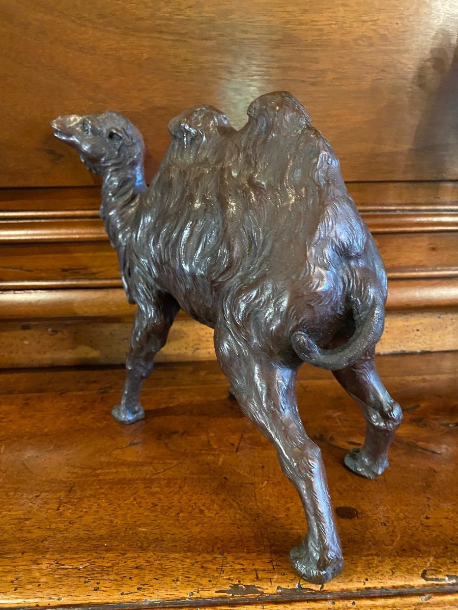 Japan Meiji Era, Large Realistic Camel In Bronze , With Signature -photo-4