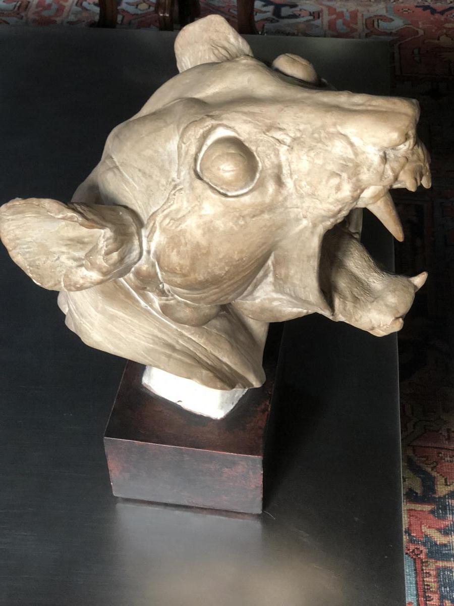 Large Skull Of Tiger Skinned: Plaster Early Twentieth Century-photo-2