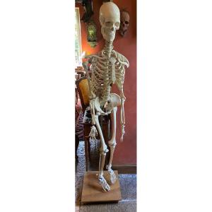 Large Educational Skeleton From The 1950s