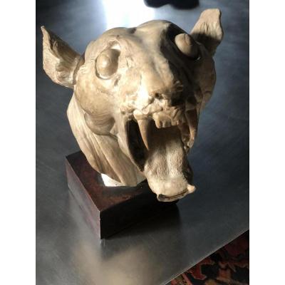 Grand crâne de tigre écorché : plâtre début du XX eme siècle 