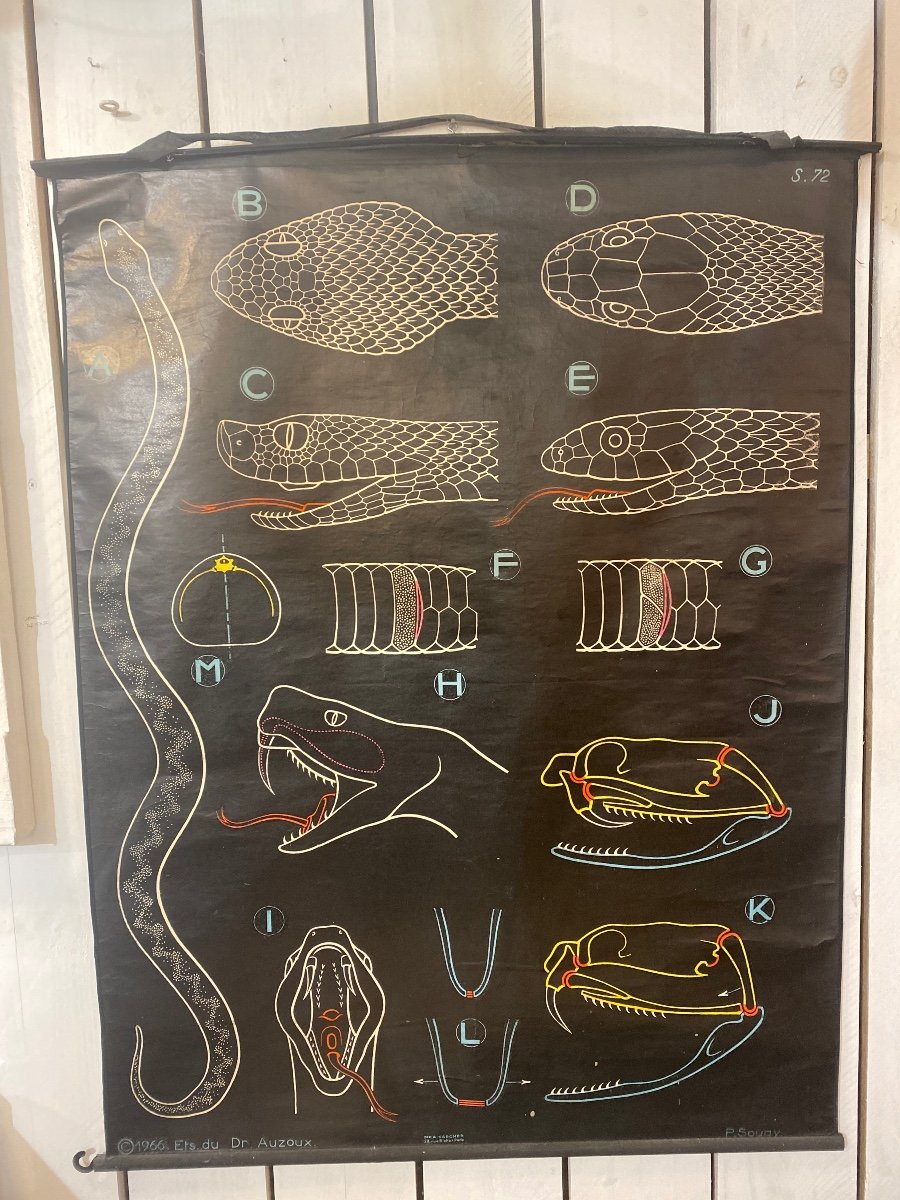 Affiche Scolaire Dr Auzoux 1966 Serpent -photo-2