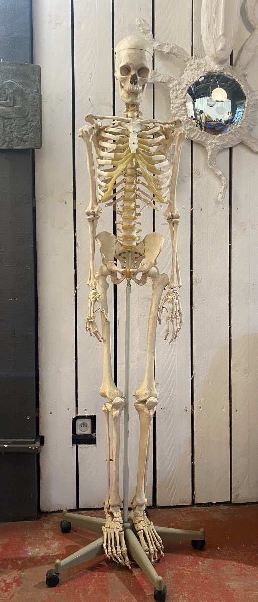 Human Skeleton. Resin Study 1950-1960