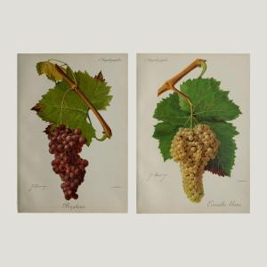 20 Grape Variety Engravings 1901-1910