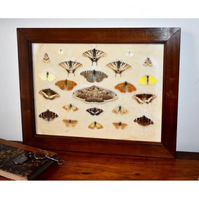 Boîtes De Papillons Naturalisés, Entomologie, Fin XIX ème