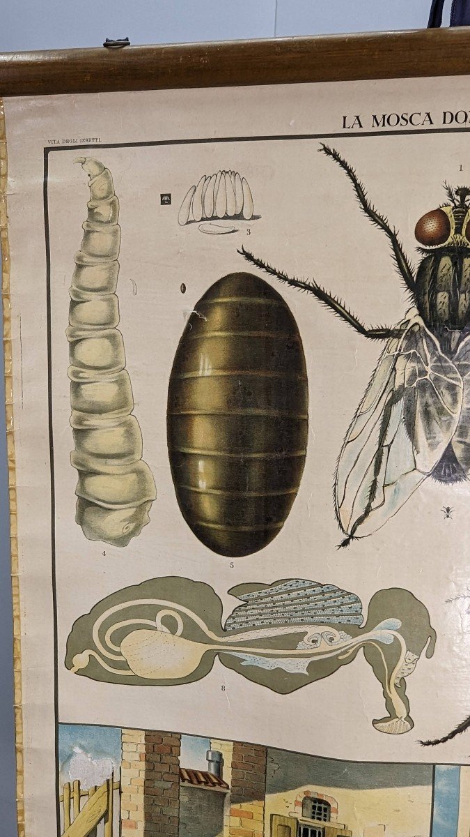 Old Chromolithography Entomological Poster-photo-1