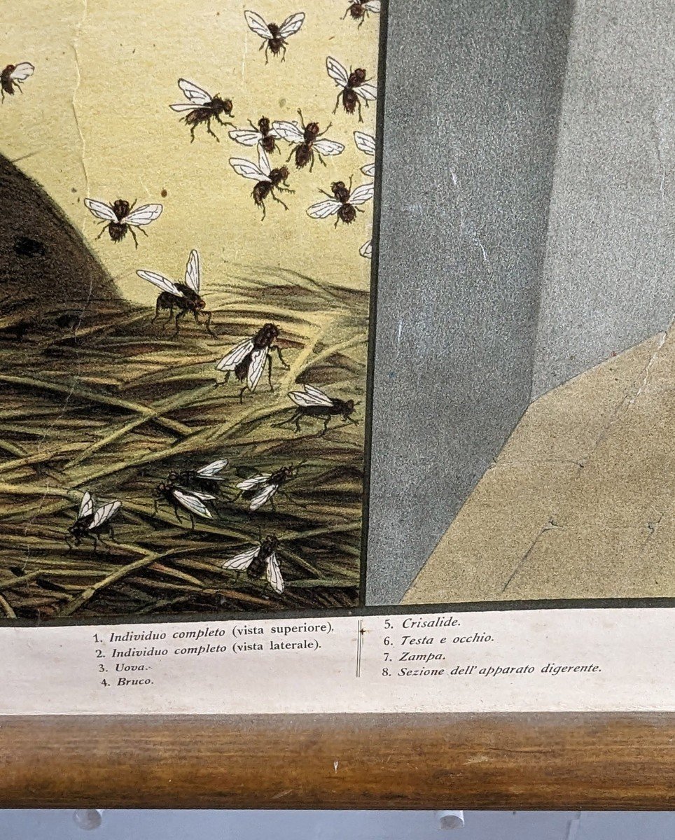Old Chromolithography Entomological Poster-photo-3