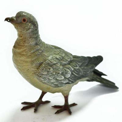 Pigeon Biset Bronze Vienna Real Size Geschultz Nineteenth Time