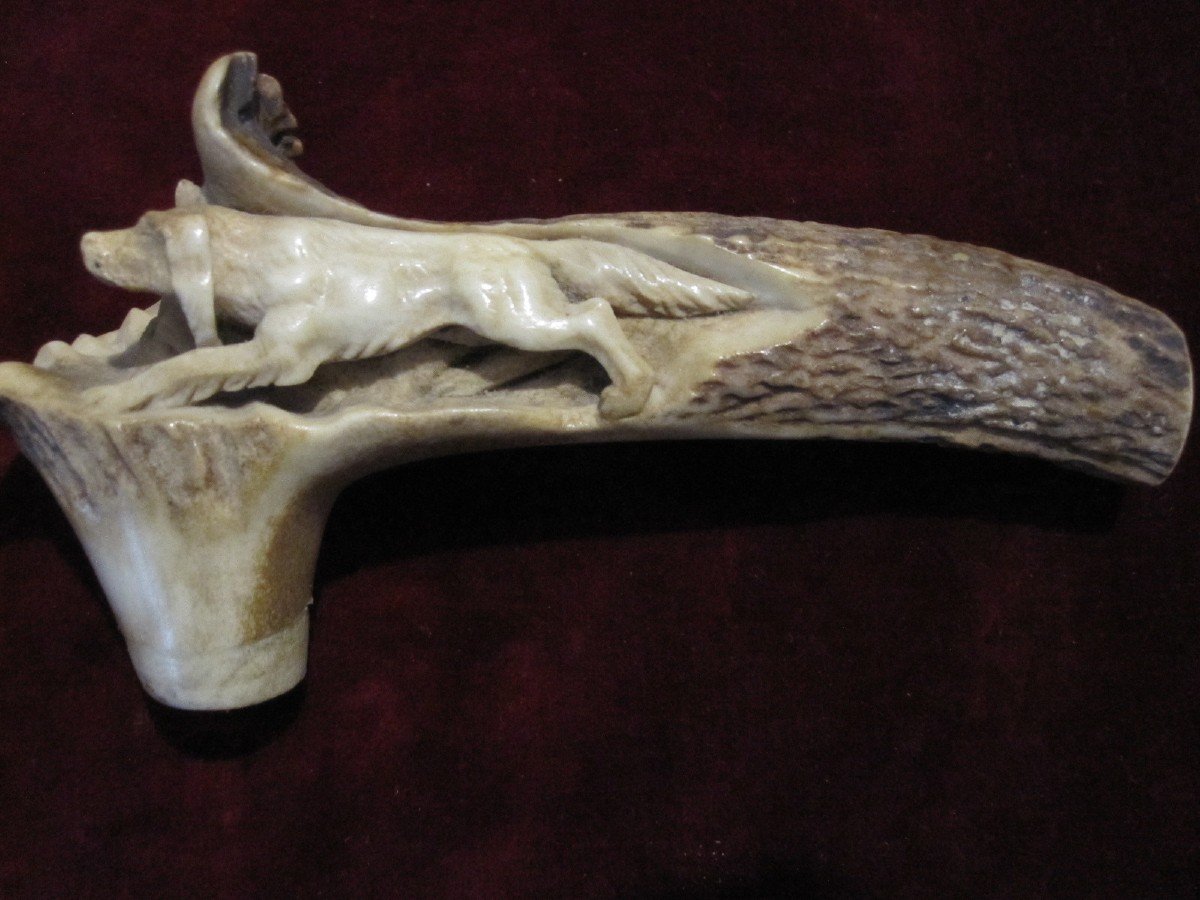 Beautifully Carved Stag Antler Cane Handle. With A Stalking Dog Scene-photo-5