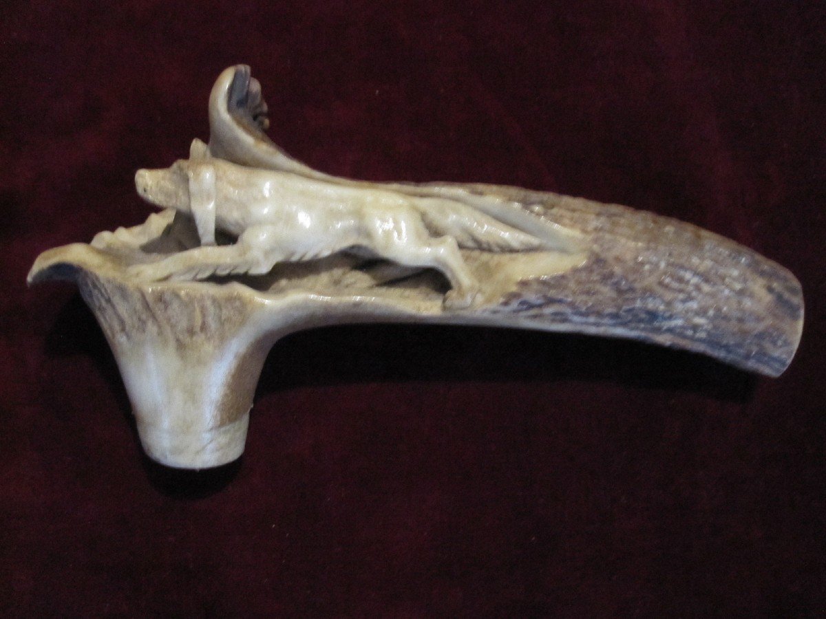 Beautifully Carved Stag Antler Cane Handle. With A Stalking Dog Scene