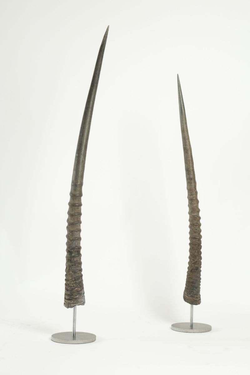 Pair Of Oryx Horns Mounted On Steel Base.