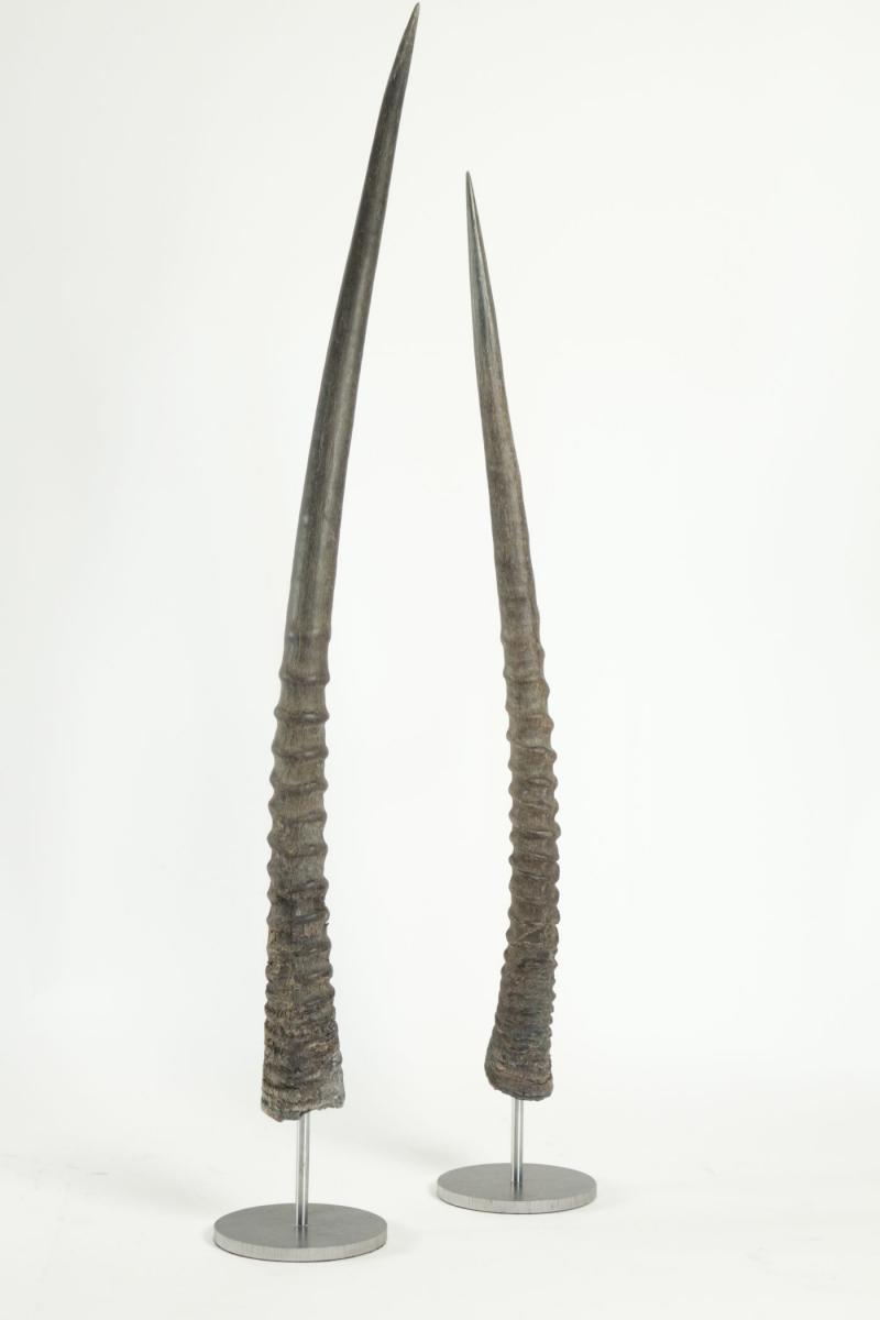 Pair Of Oryx Horns Mounted On Steel Base.-photo-4