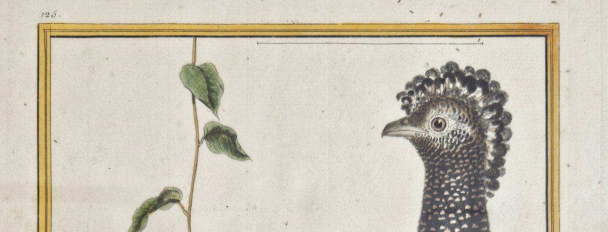 François-nicolas Martinet  Gravure Aquarellée Oiseau Exotique le Hocco du Pérou-photo-1