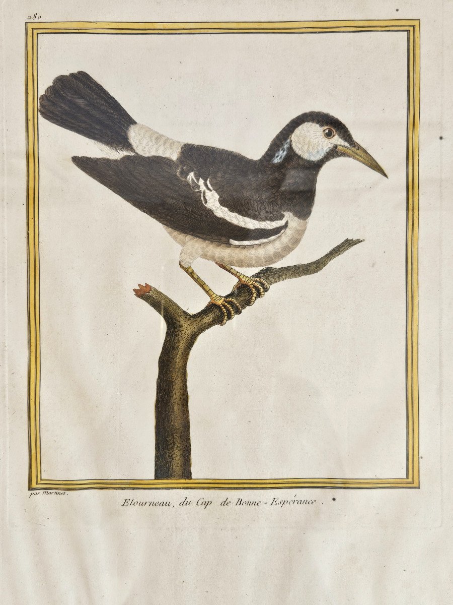 François-nicolas Martinet Watercolor Engraving Exotic Bird Starling Cape Of Good Hope-photo-2