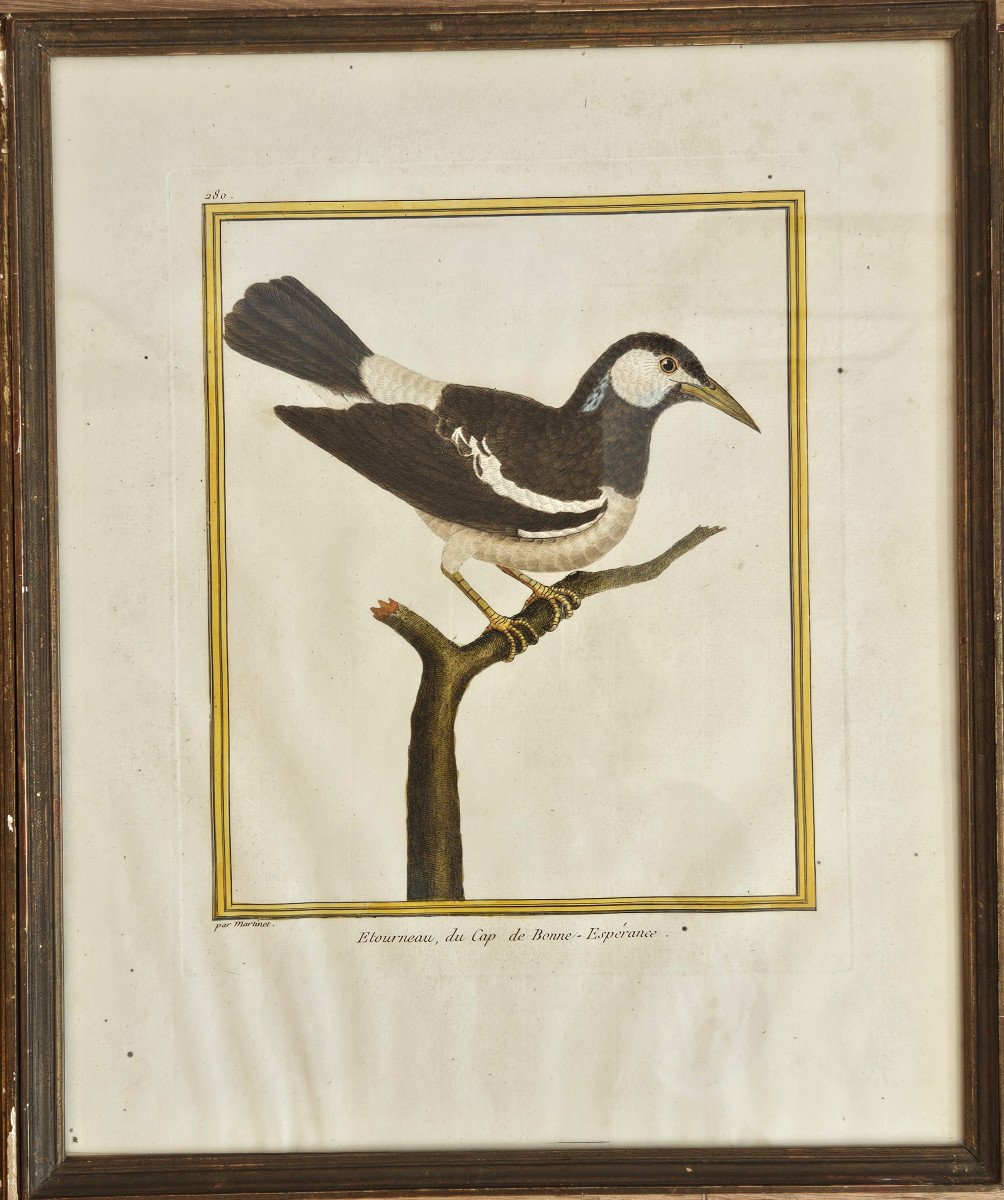 François-nicolas Martinet Watercolor Engraving Exotic Bird Starling Cape Of Good Hope