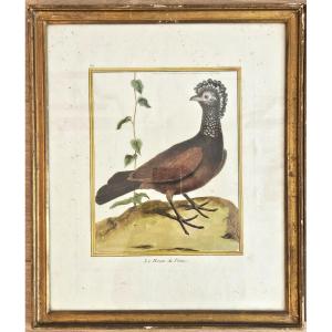 François-nicolas Martinet  Gravure Aquarellée Oiseau Exotique le Hocco du Pérou