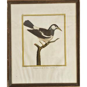 François-nicolas Martinet Watercolor Engraving Exotic Bird Starling Cape Of Good Hope