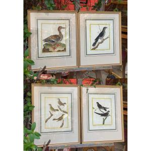 4 Framed Engravings By Martinet - 18th