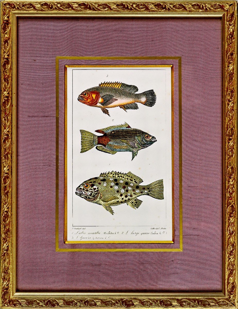 Engraving Of Fish - 1- Marble Wrasse - 2- Large Tail Wrasse - 3-wrasse - Ep. Early 19th Century