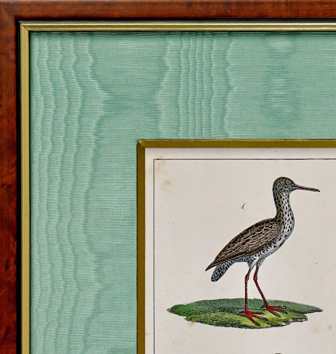 Gravure d'Oiseaux - Le Chevalier Aux Pieds Rouges Et Le Chevalier Varie - Ep. Début XIXe-photo-2