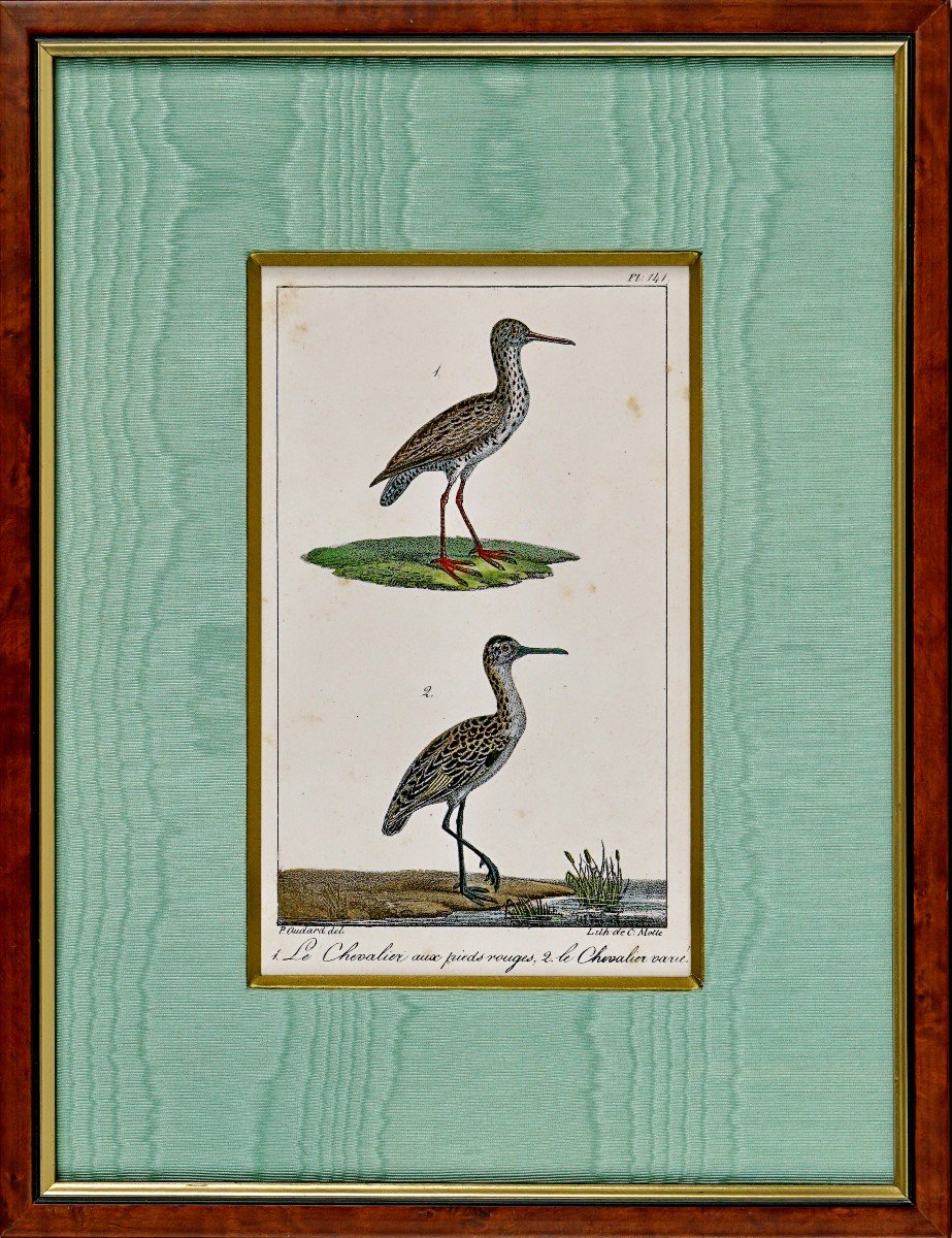 Gravure d'Oiseaux - Le Chevalier Aux Pieds Rouges Et Le Chevalier Varie - Ep. Début XIXe