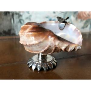 Shell Mounted In A 19th Century Ashtray