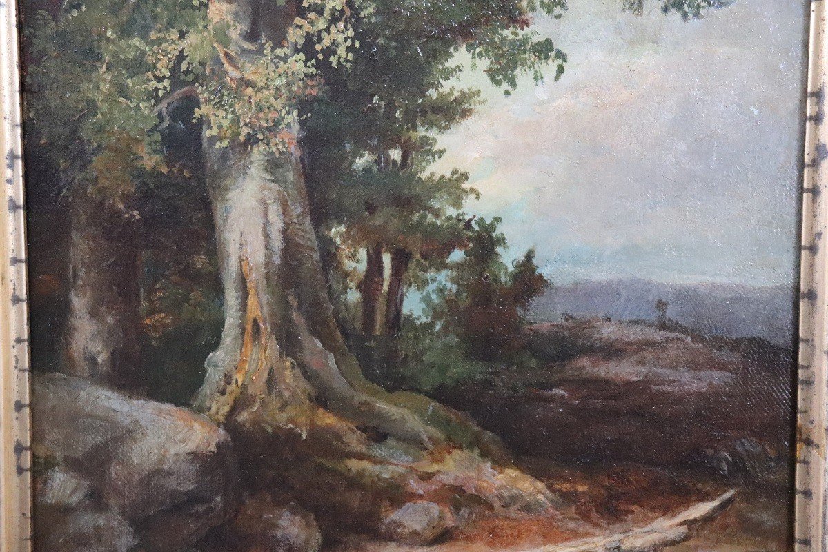 Forest Landscape, Oil Painting On Canvas, Late 19th Century-photo-4