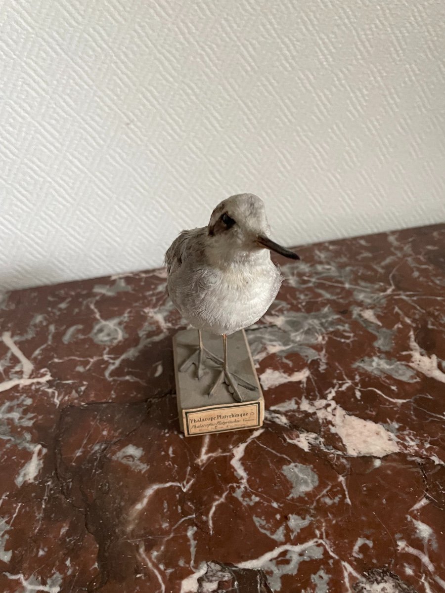 Naturalized Bird Ancient Taxidermy XIX Th Century Phalarope Platyrhinque-photo-2