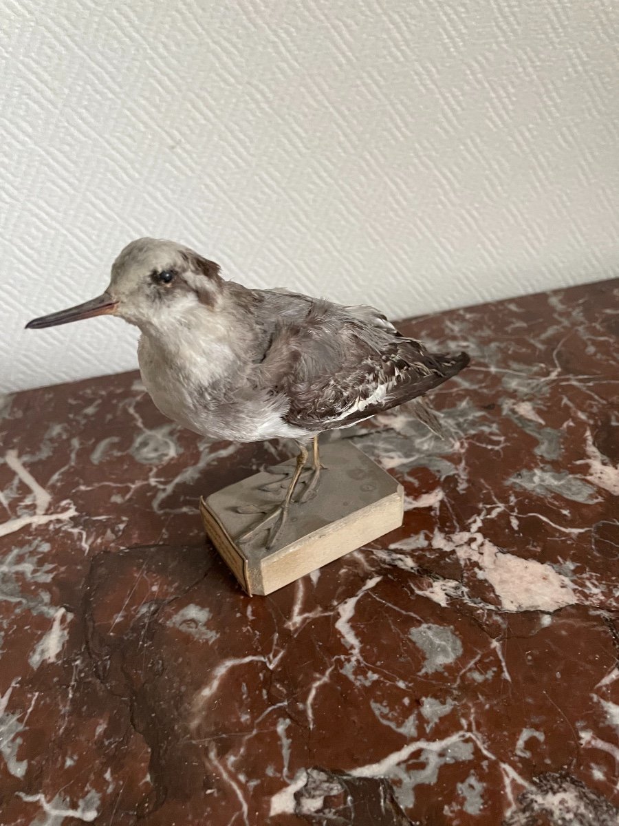 Naturalized Bird Ancient Taxidermy XIX Th Century Phalarope Platyrhinque-photo-3