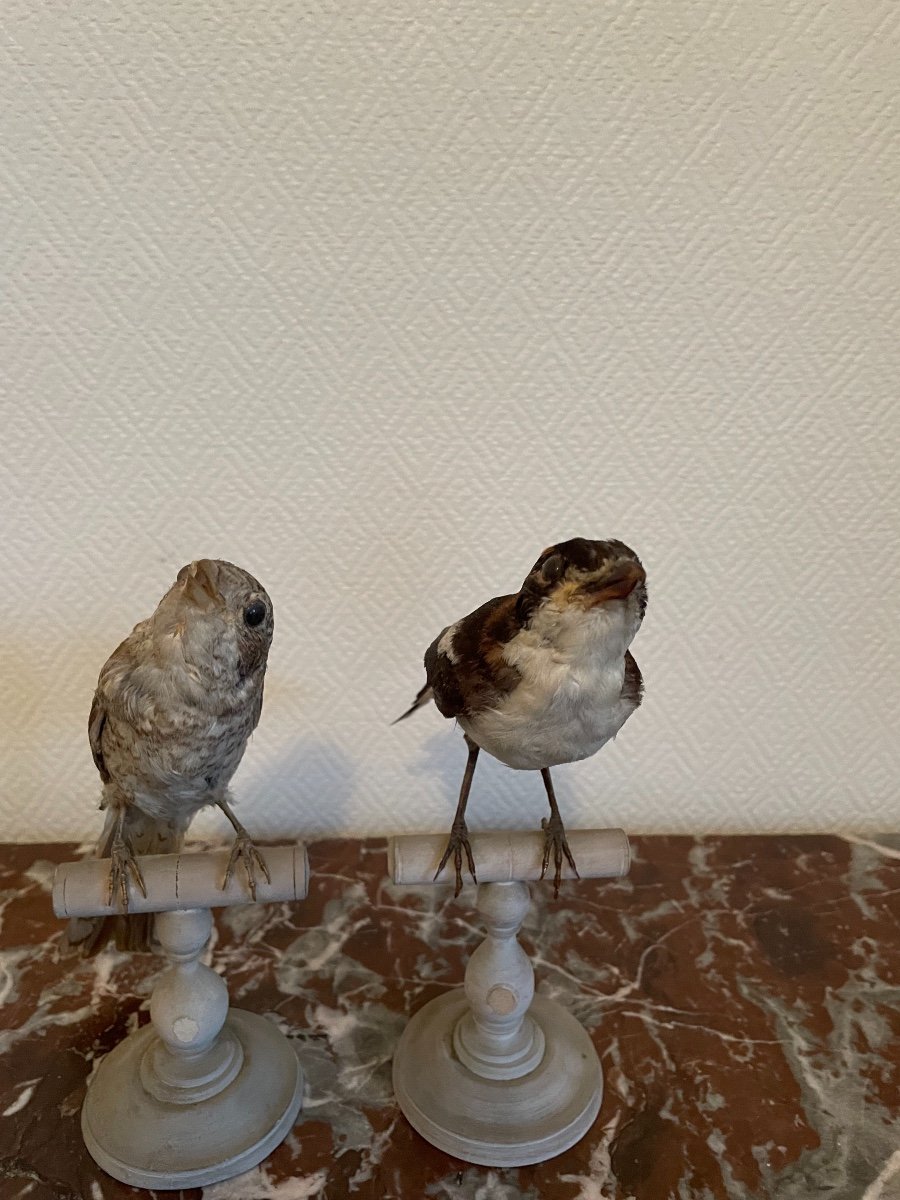 Oiseau Naturalisé Taxidermie Ancienne XIX  ème Siècle  Couple De Pie Grièche Rousse -photo-4