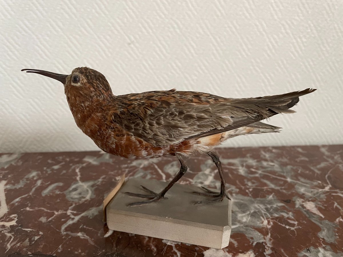 Old Naturalized Bird Old Taxidermy XIX Th Cocorlis Sandpiper-photo-2