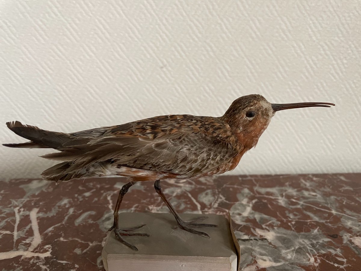 Old Naturalized Bird Old Taxidermy XIX Th Cocorlis Sandpiper-photo-4