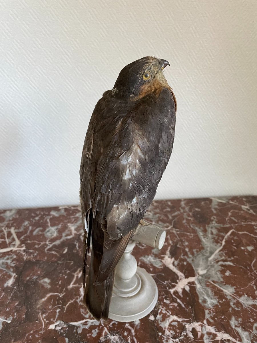 Old Naturalized Bird Old Taxidermy XIX Th Raptor European Sparrowhawk-photo-2