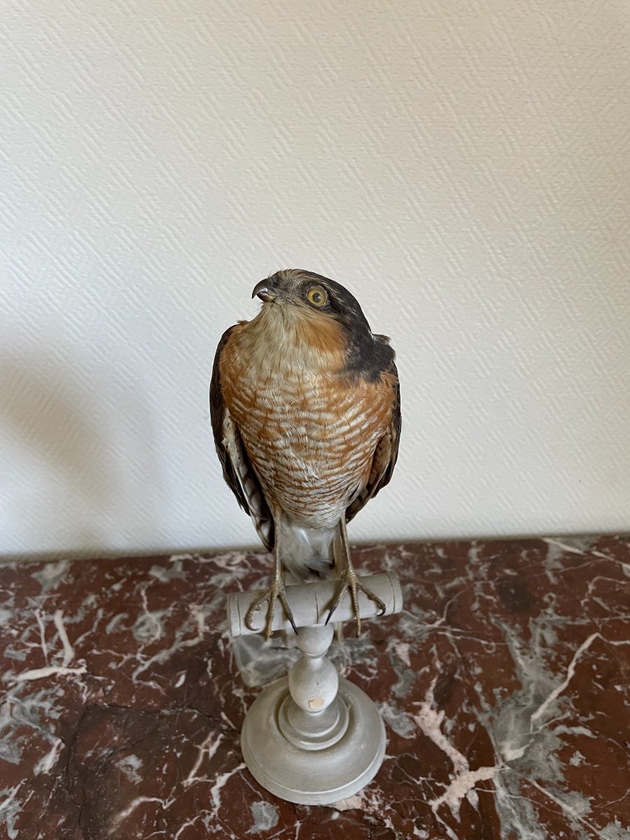 Old Naturalized Bird Old Taxidermy XIX Th Raptor European Sparrowhawk-photo-1