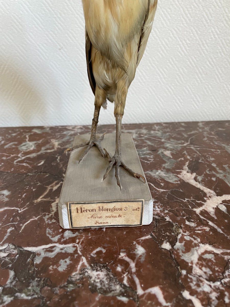 Old Naturalized Bird Old Taxidermy XIX Th Century Heron Bittern-photo-2