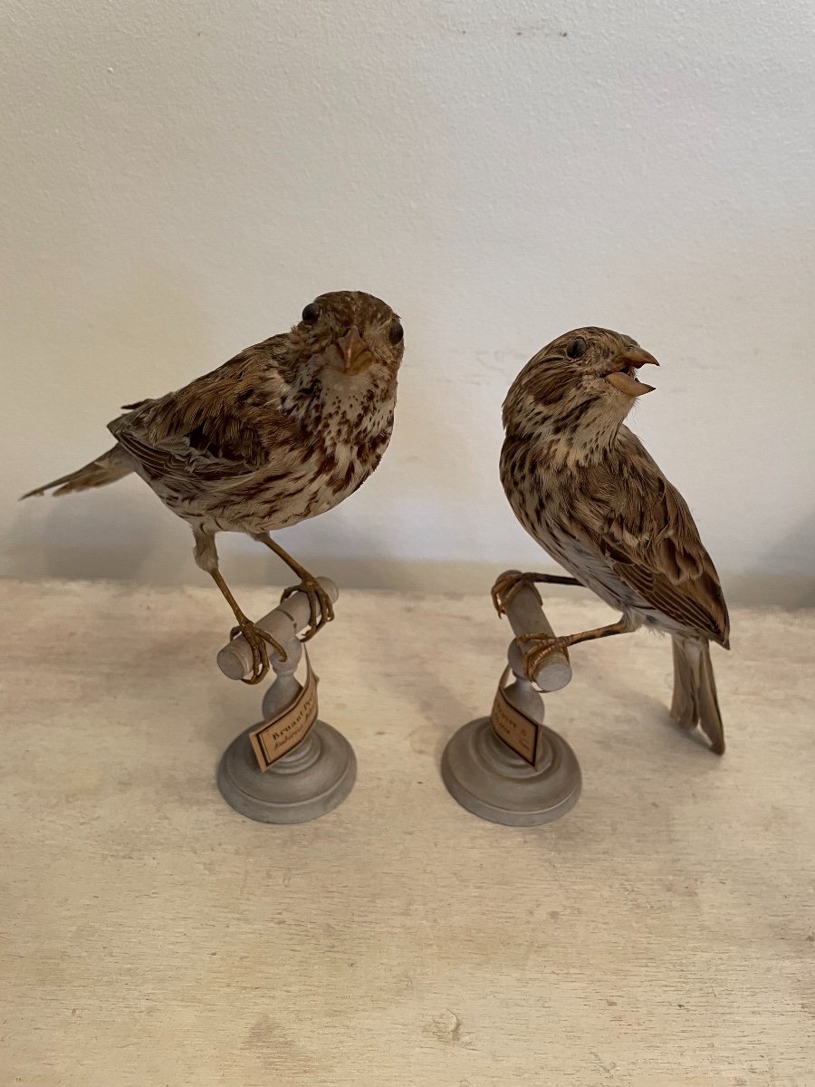 Ancienne Taxidermie Oiseau Naturalisé XIX ème Bruant Proyer