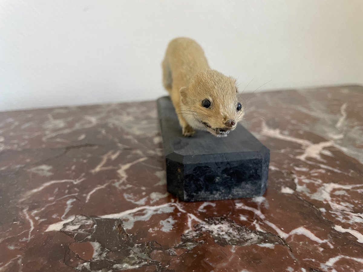 Taxidermy Old Weasel From The Mountains, France 1870 Curiosity Cabinet Vitrine Collection-photo-2