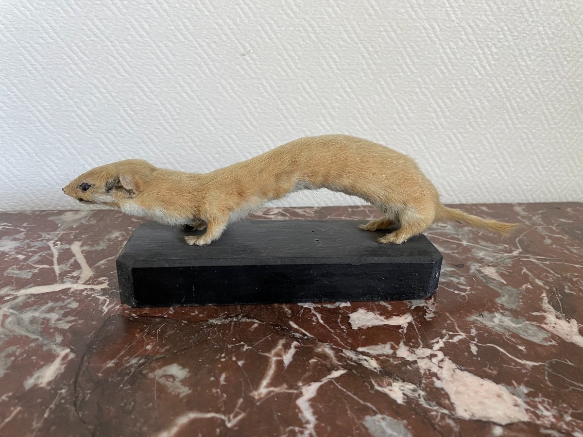 Taxidermy Old Weasel From The Mountains, France 1870 Curiosity Cabinet Vitrine Collection-photo-5