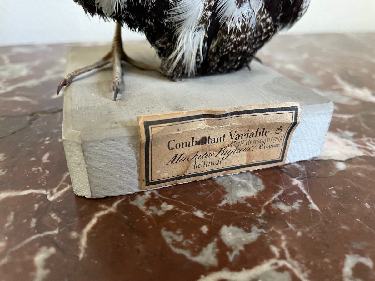 Old Naturalized Bird Old Taxidermy XIX Variable Fighter Curiosity Showcase-photo-1