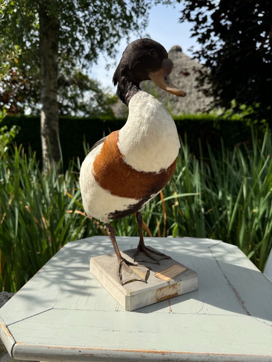 Old Taxidermy Naturalized Bird 19th Shelduck Duck -photo-3