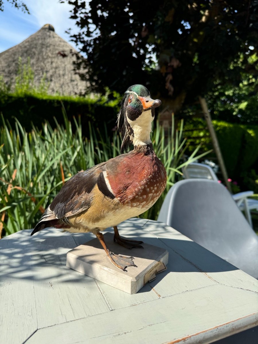 Old Taxidermy Naturalized Bird 19th Sponsa Duck Carolin Branchu Aix-photo-3