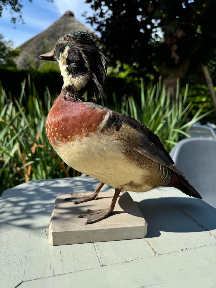 Old Taxidermy Naturalized Bird 19th Sponsa Duck Carolin Branchu Aix-photo-4