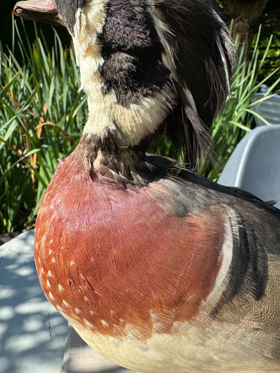 Old Taxidermy Naturalized Bird 19th Sponsa Duck Carolin Branchu Aix-photo-1