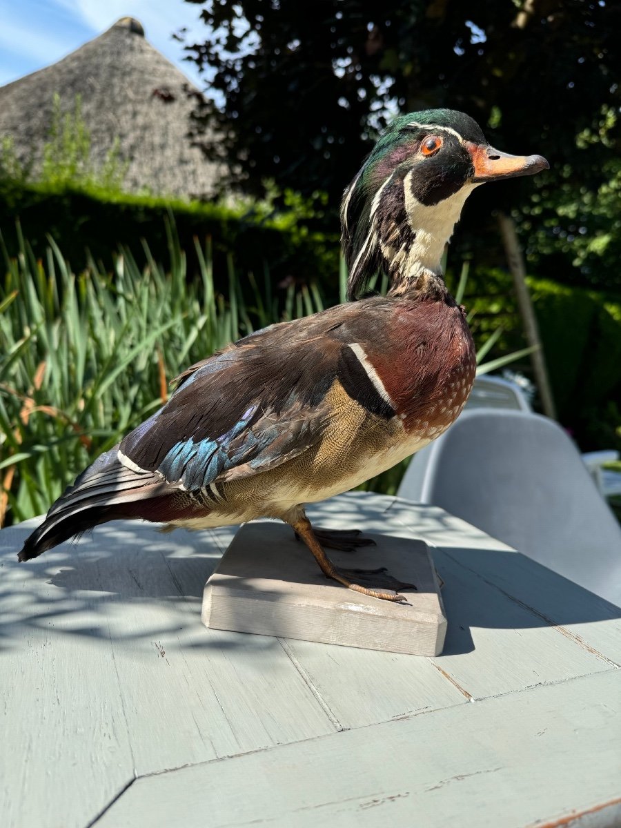 Old Taxidermy Naturalized Bird 19th Sponsa Duck Carolin Branchu Aix-photo-2