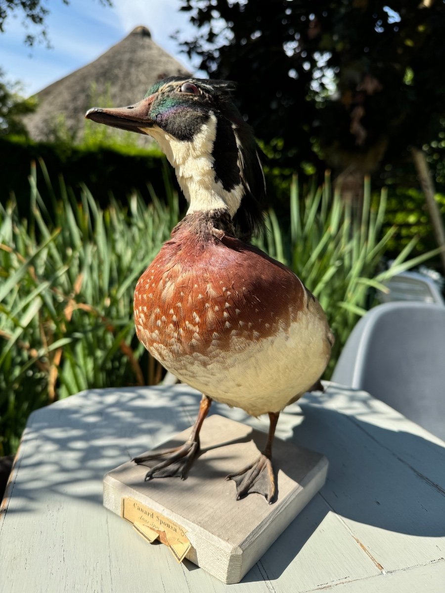 Old Taxidermy Naturalized Bird 19th Sponsa Duck Carolin Branchu Aix