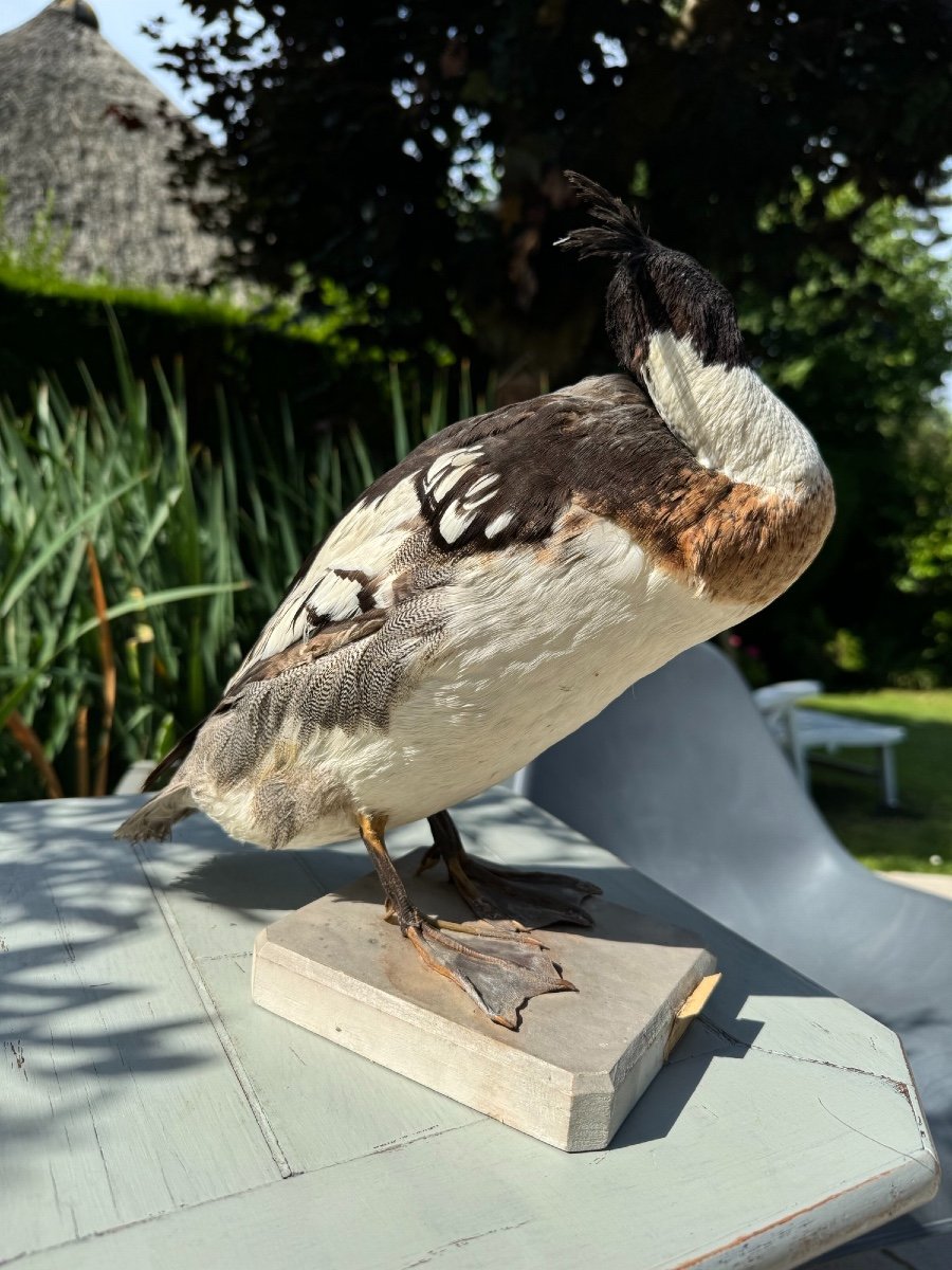 Ancienne Taxidermie Oiseau Naturalisé XIX ème Mergus Serrator Harle Huppé-photo-4