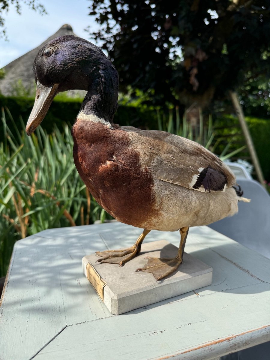 Old Taxidermy Naturalized Bird XIXth Wild Duck-photo-3