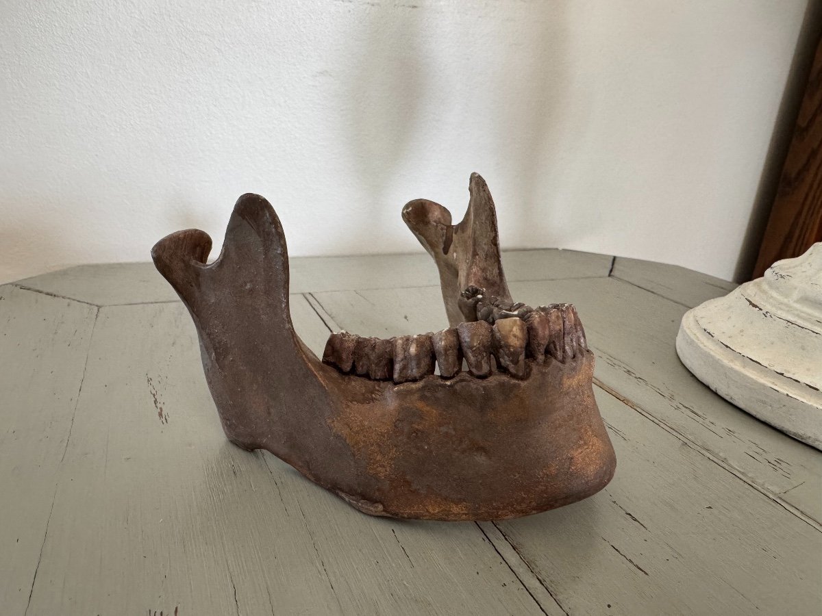 Memento Mori Terracotta Jaw End Of 19th Early 20th Century Perfect Condition-photo-1