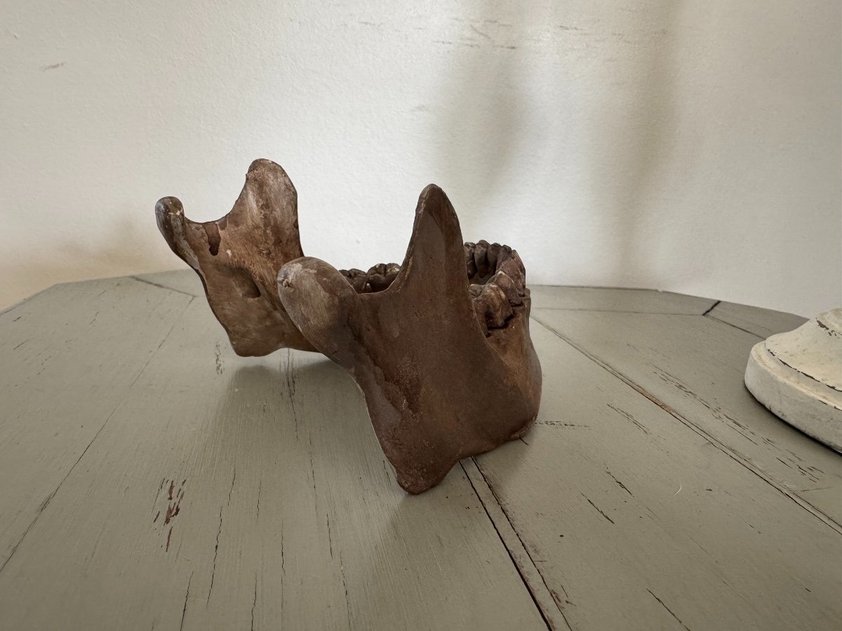 Memento Mori Terracotta Jaw End Of 19th Early 20th Century Perfect Condition-photo-5