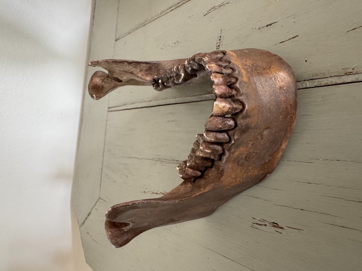 Memento Mori Terracotta Jaw End Of 19th Early 20th Century Perfect Condition-photo-7