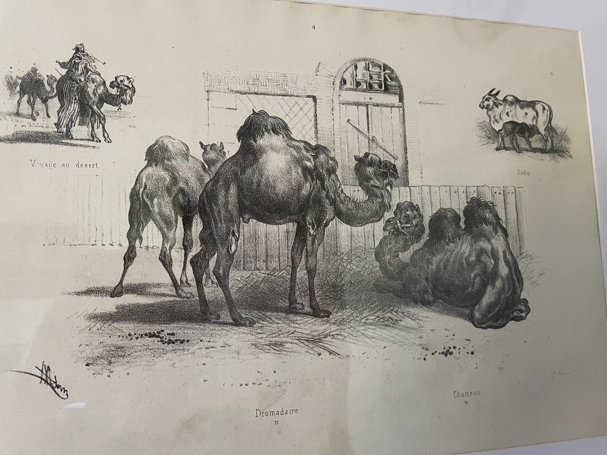 Old Engraving The Dromedaries By Victor Adam Edition Fernique XIX The Zoo-photo-2